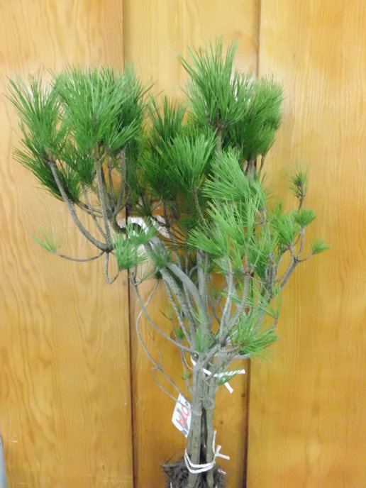 おすすめ松 踊り根引き松！ | FLORE21